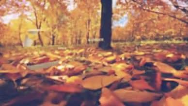 秋季树风景展示照片回忆相册视频的预览图